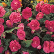 Begnia Multiflora Rosa